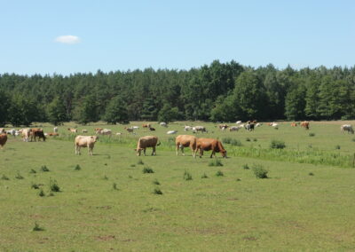 Kuhherde in Zerpenschleuse